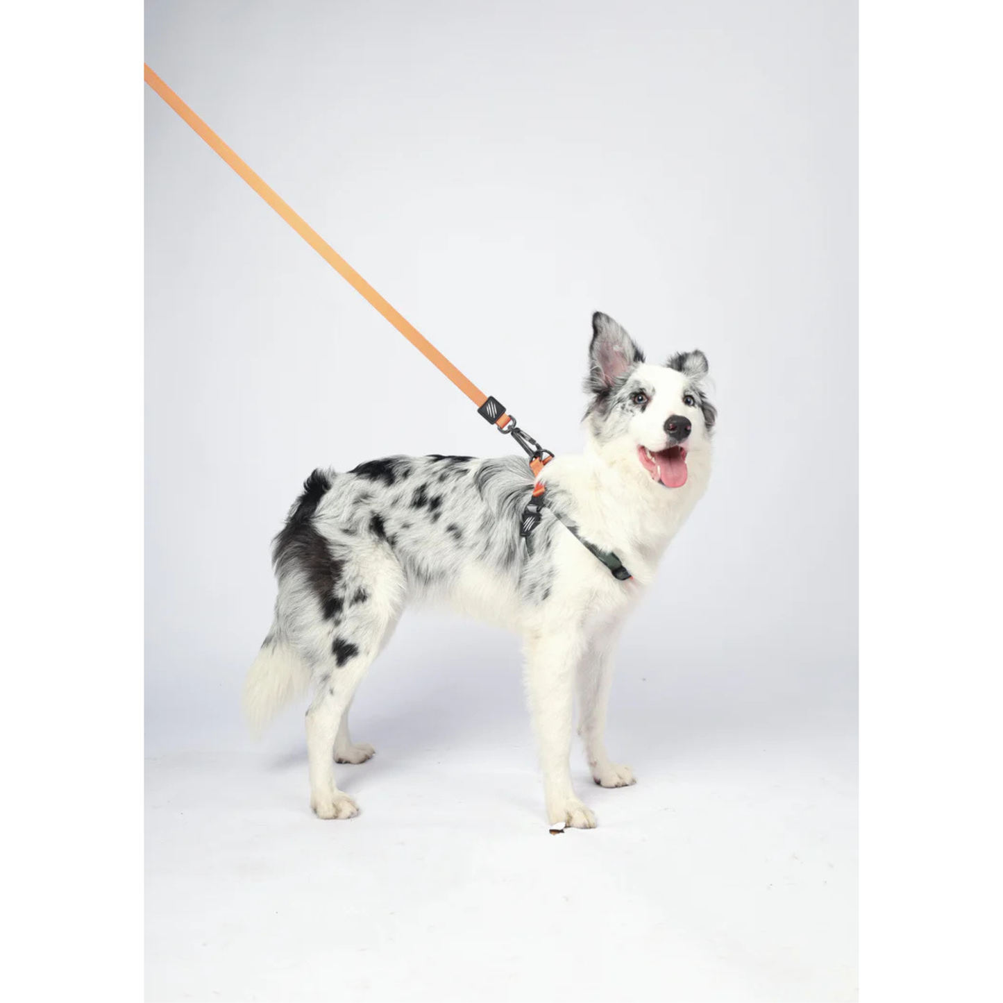 M-Pets WILD Jungle Regular Leash S-M - Rufftail