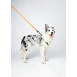 M-Pets WILD Jungle Regular Leash product image 7 - Rufftail Pune