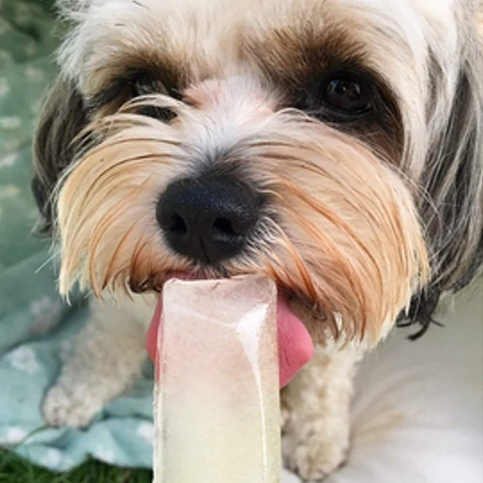 WOOF&BREW Paw Pops Freeze Pops - Cat & Dog Treat (6 x 50ml) – Unique treat or gift for Dogs and Cats all year round - Rufftail