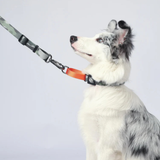 M-Pets WILD Jungle Dog Collar product image 7 - Rufftail Pune