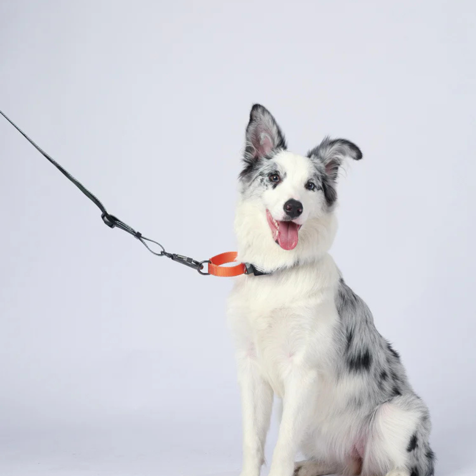 M-Pets WILD Jungle Dog Collar product image 8 - Rufftail Pune