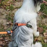 M-Pets WILD Jungle Dog Collar product image 9 - Rufftail Pune