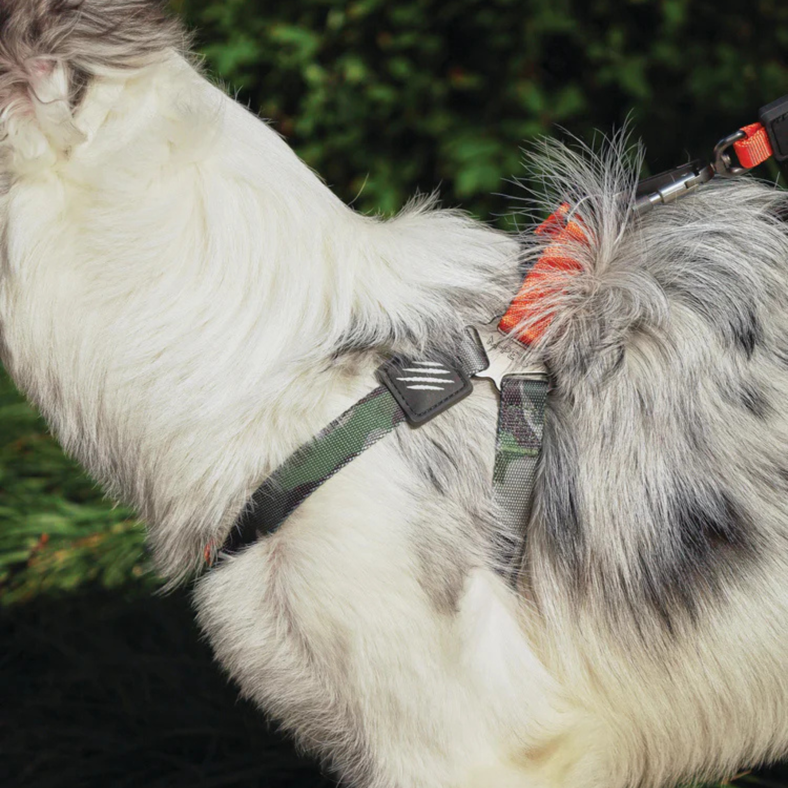 M-Pets WILD Jungle Dog Collar product image 10 - Rufftail Pune