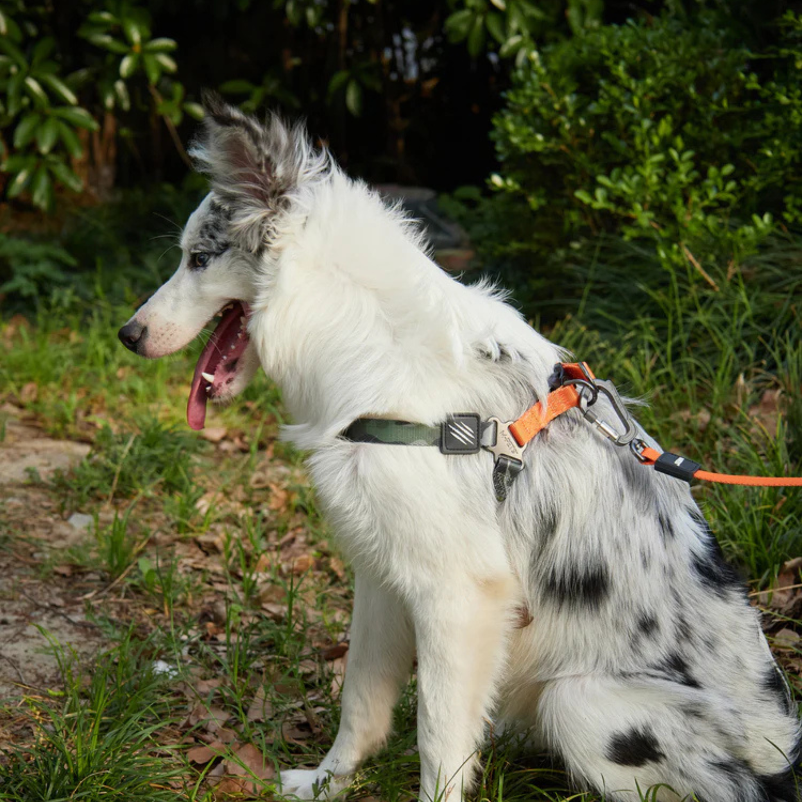 M-Pets WILD Jungle Dog Collar product image 11 - Rufftail Pune