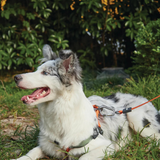 M-Pets WILD Jungle Dog Collar product image 12 - Rufftail Pune