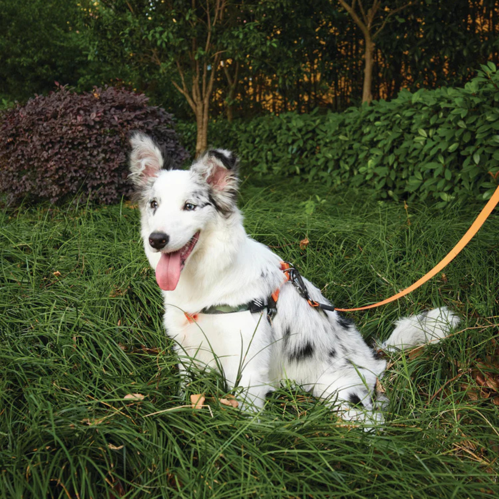 M-Pets WILD Jungle Dog Collar product image 13 - Rufftail Pune