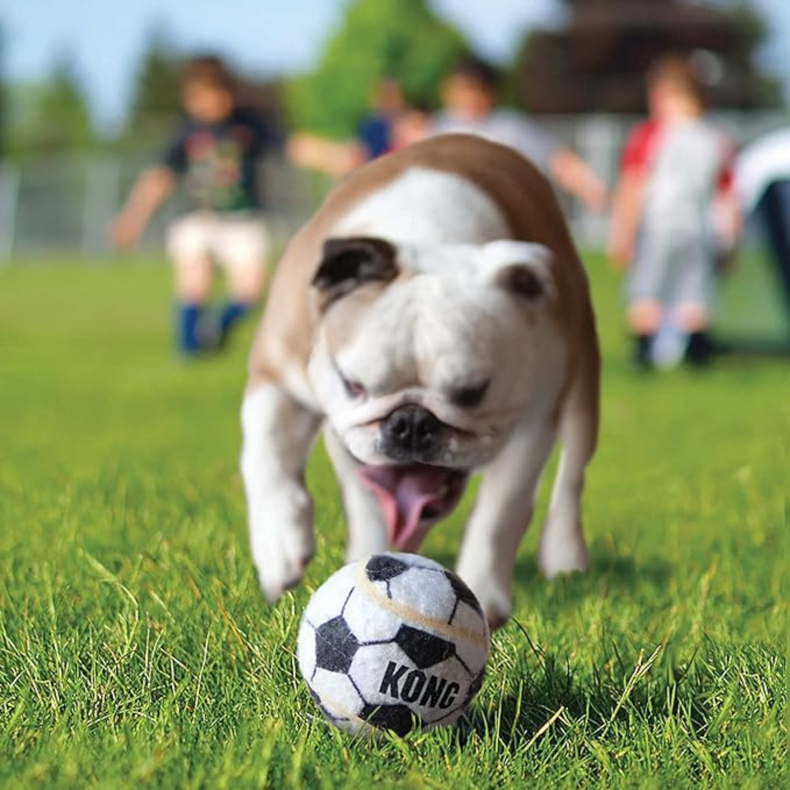 KONG Sport Balls Dog Toy - Safe, Bouncy Fetch Tennis Ball X-small (Pack of 3)