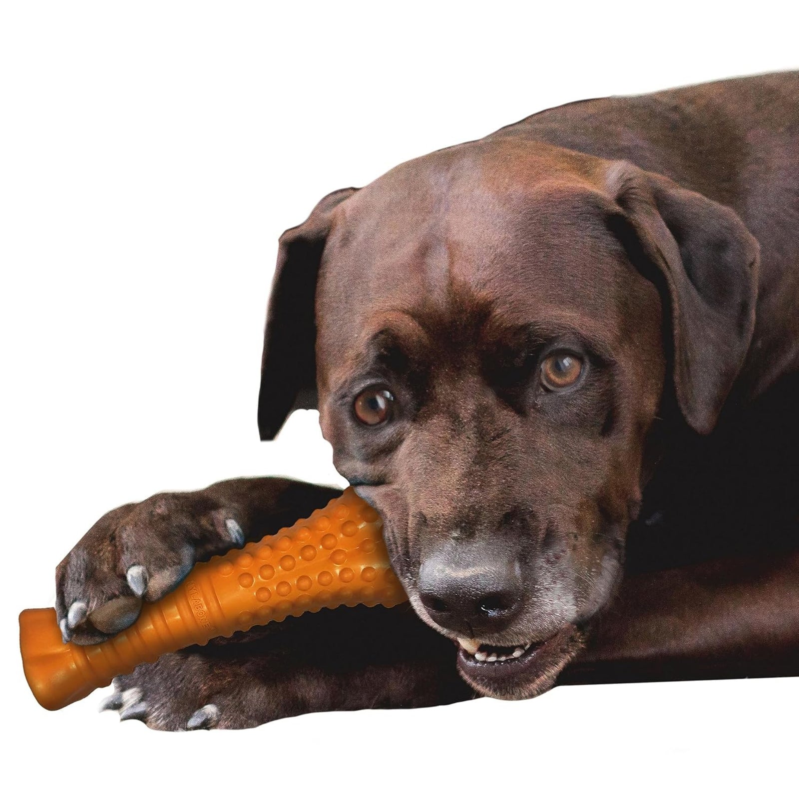 Nylabone Silver Collection Strong Chew Bone, Durable Dog Chew Toy - Rufftail