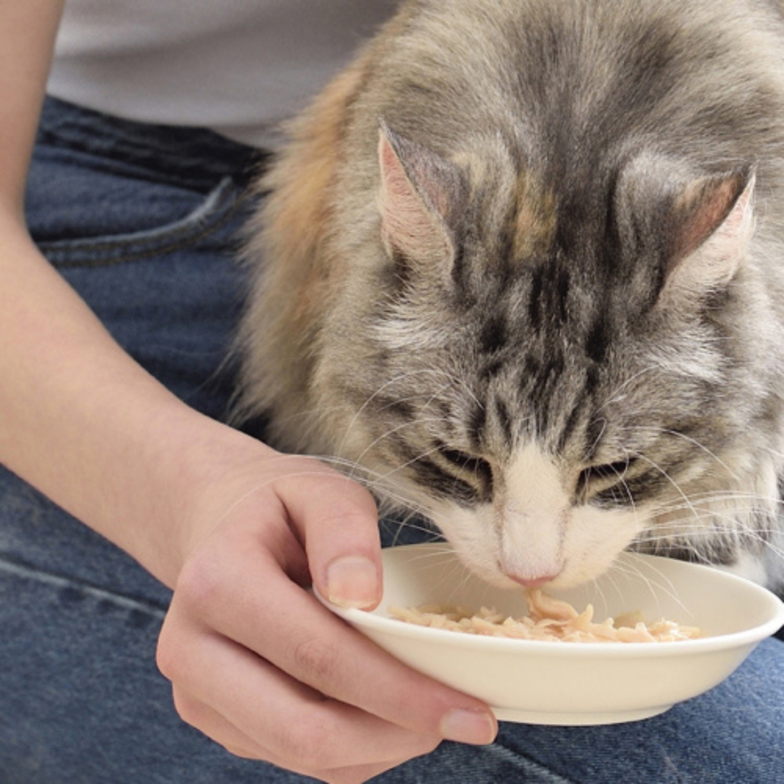 Inaba Chicken Stew: Chicken with Salmon Recipe Cat Treat product image 5 - Rufftail Pune