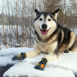 Truelove All Weather Dog Shoes orange on dog in snow - Rufftail Pune