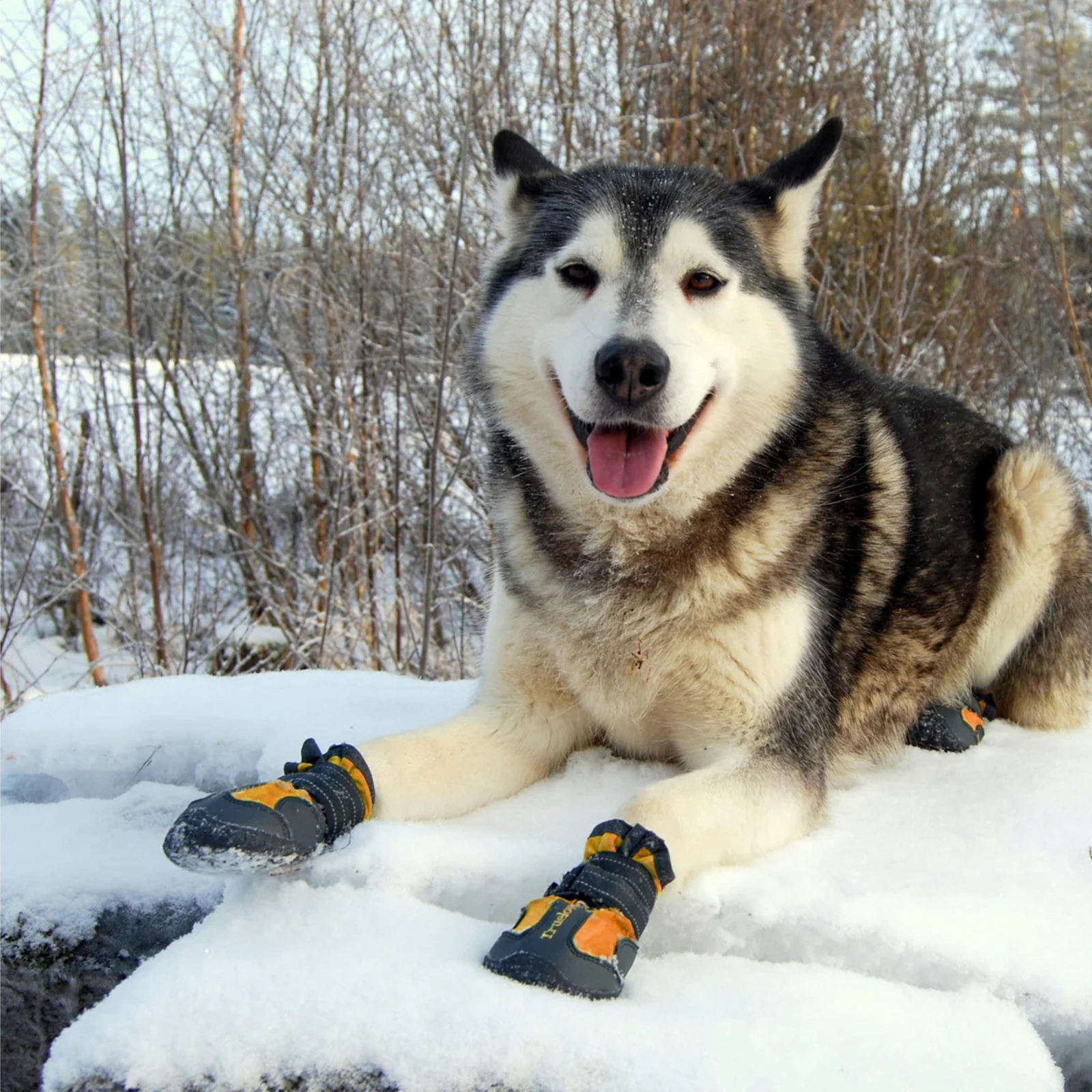 Truelove All Weather Dog Shoes orange on dog in snow - Rufftail Pune