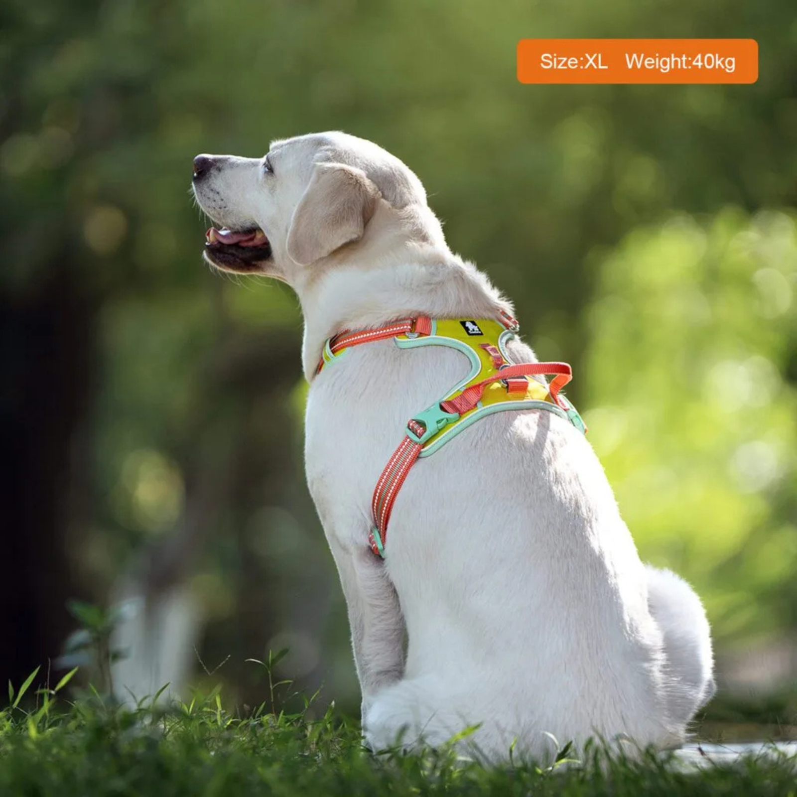 Truelove No-Pull Cordura Dog Harness - Blazing Yellow