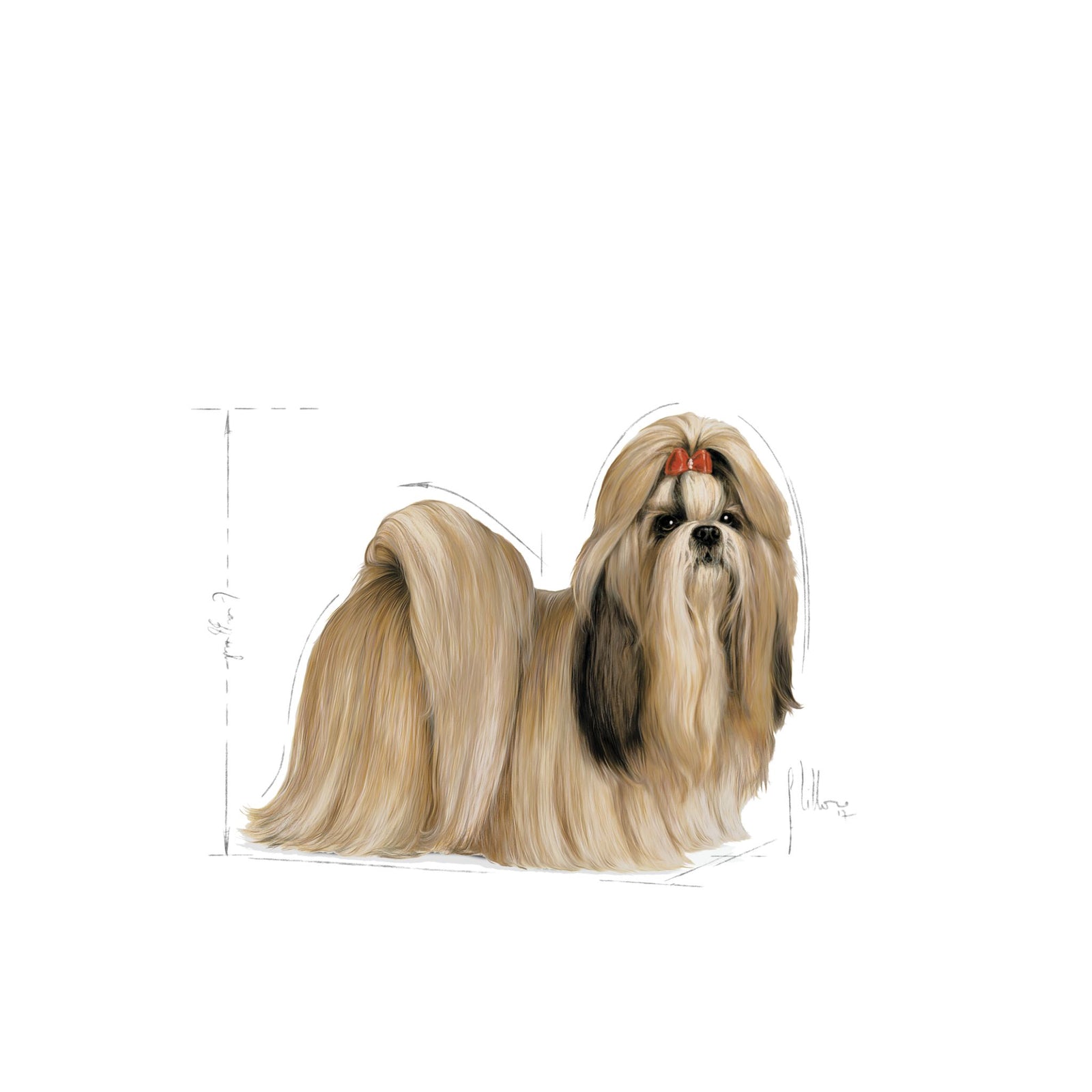 Royal Canin Shih Tzu Adult Dry Dog Food product image 6 - Rufftail Pune