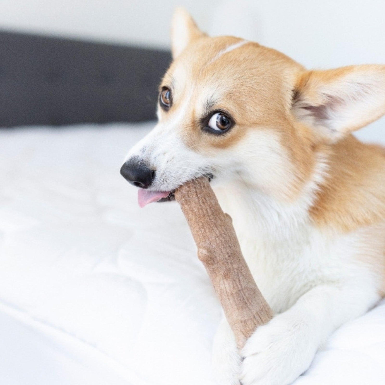 Petstages Dogwood Durable Stick Dog Toy- Medium 18cm product image 7 - Rufftail Pune