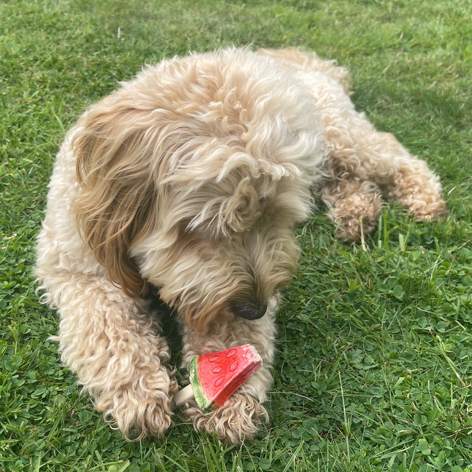 Imaginelles Pup Ice Fruity Lollies Watermelon Dog Treat- 90g product image 4 - Rufftail Pune