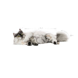 Royal Canin Hair & Skin Care Dry Cat Food (2 kg) product image 7 - Rufftail Pune