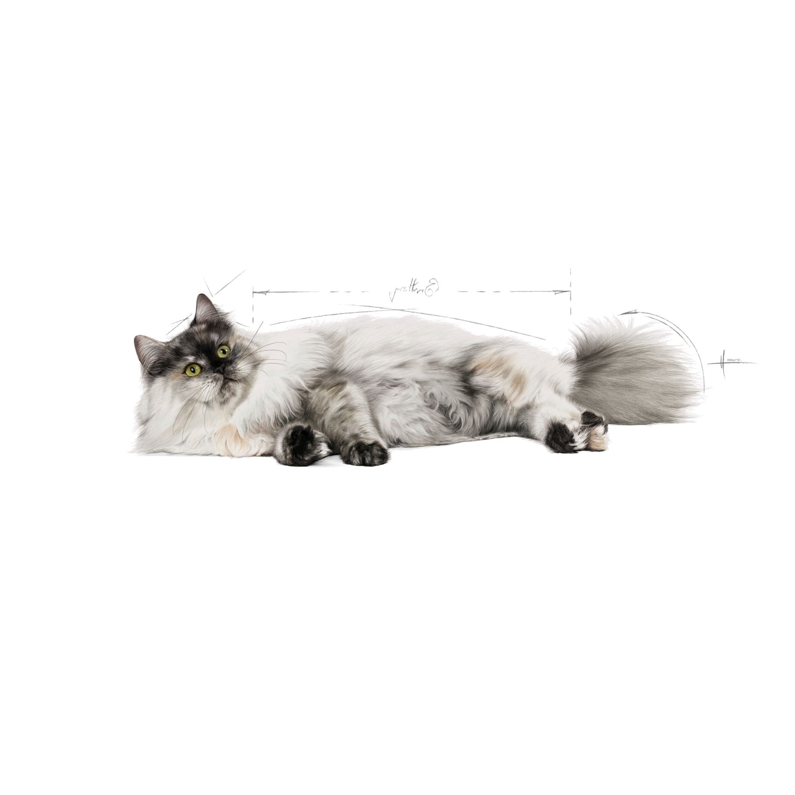 Royal Canin Hair & Skin Care Dry Cat Food (2 kg) product image 7 - Rufftail Pune
