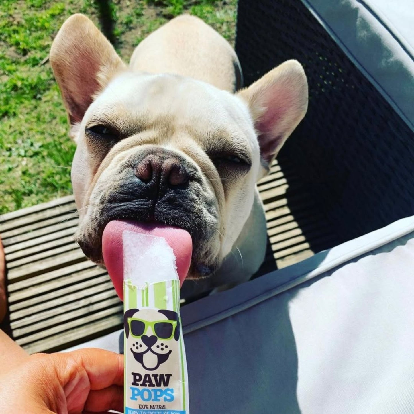 WOOF&BREW Paw Pops Freeze Pops - Cat & Dog Treat (6 x 50ml) – Unique treat or gift for Dogs and Cats all year round - Rufftail