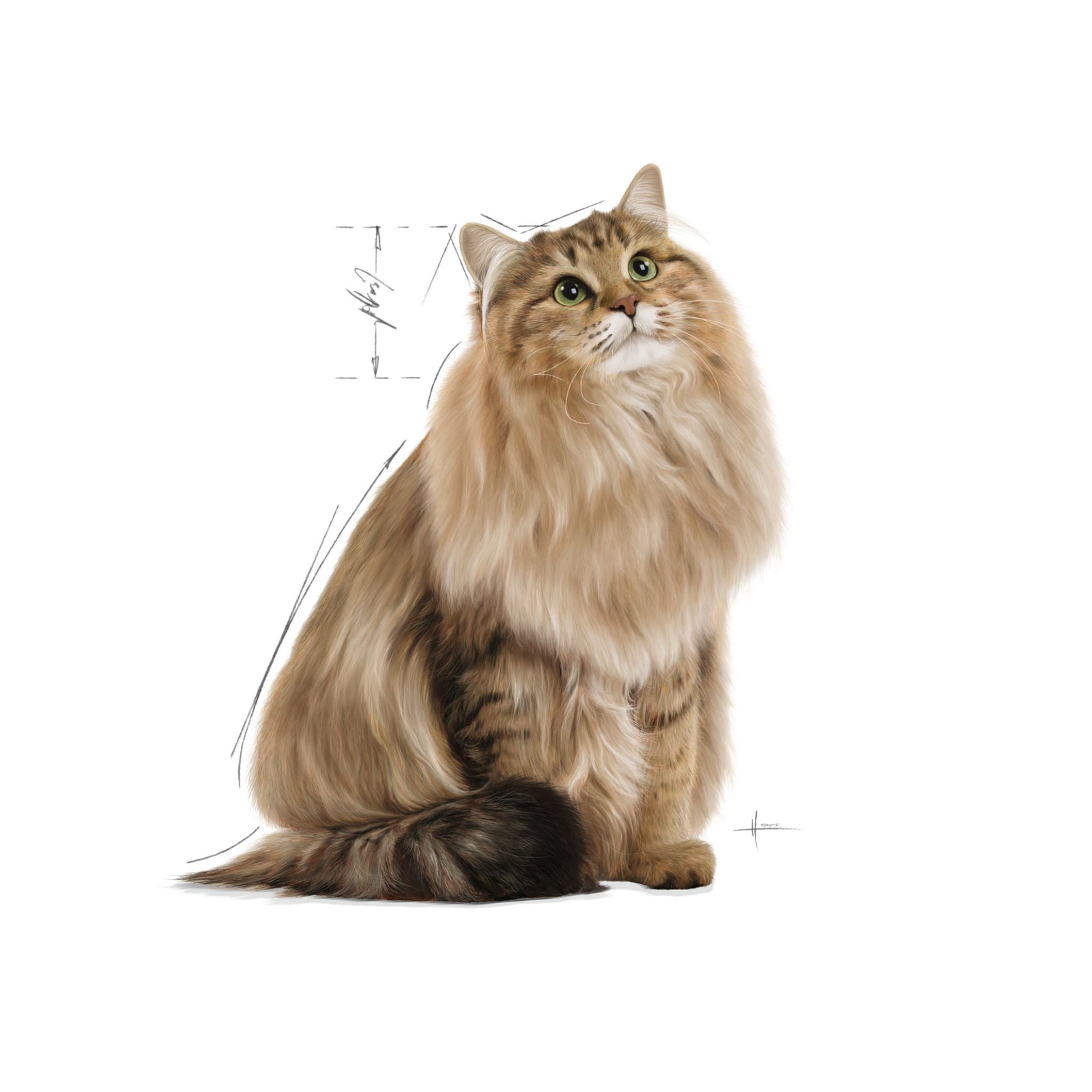 Royal Canin Wet Hairball Care Gravy Complete Feed For Cats (12x85g) product image 8 - Rufftail Pune