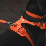 Ruffwear Front Range Harness for Dogs - Blaze Orange
