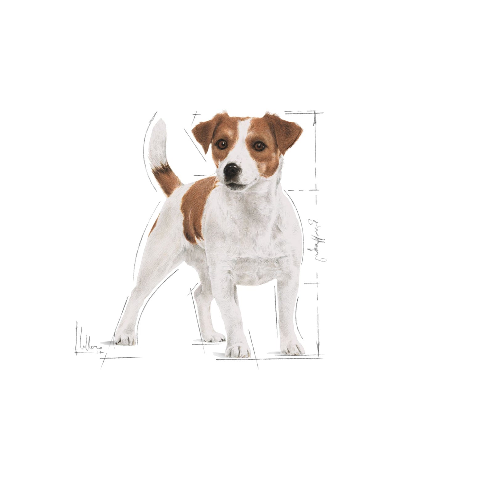 Royal Canin Dry Mini Adult Complete feed for dogs - Rufftail