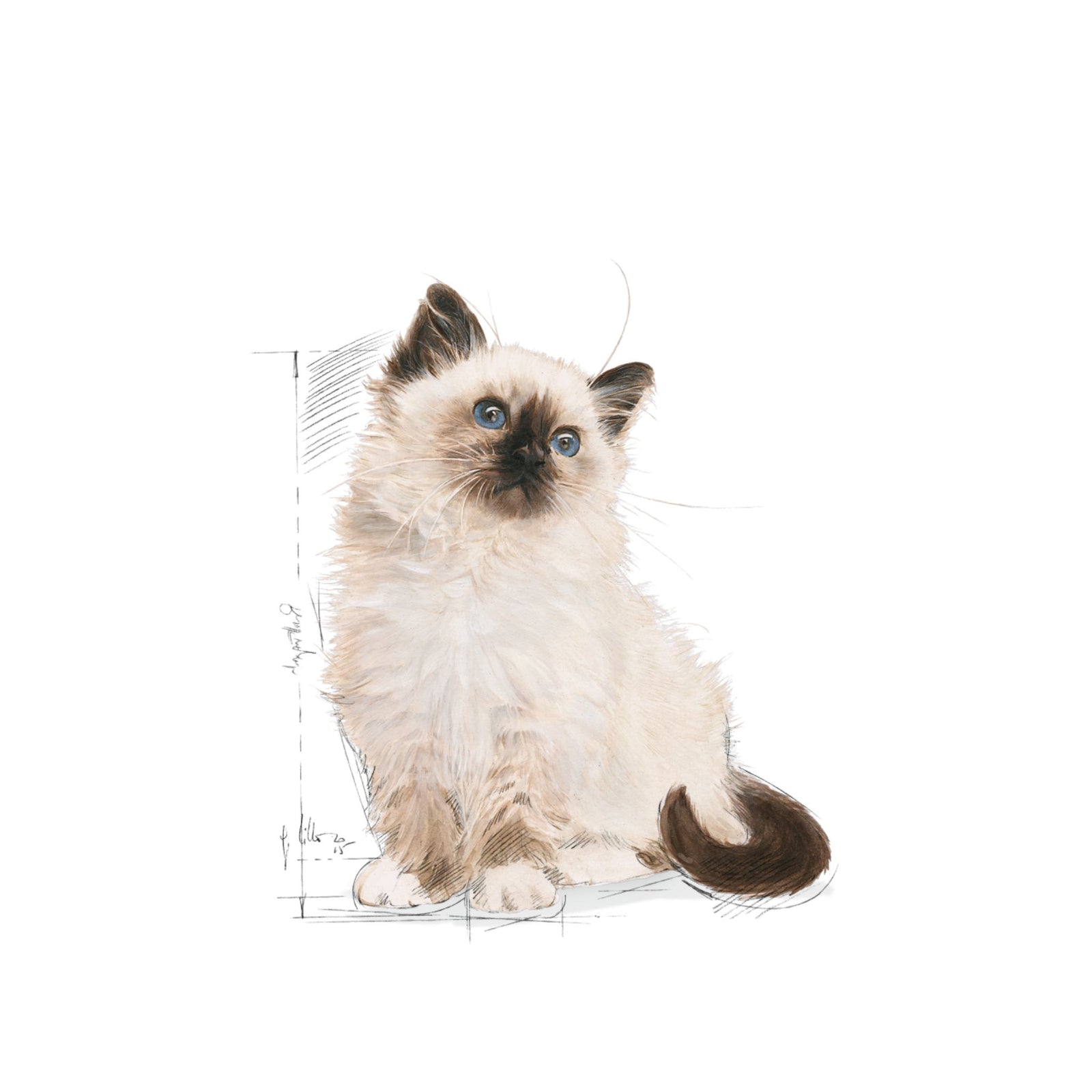 Royal Canin Dry Kitten Food Cat Food product image 8 - Rufftail Pune