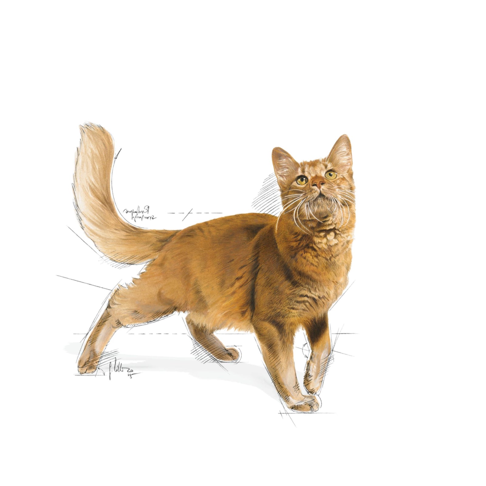 Royal Canin Regular Fit 32 Dry Cat Food product image 8 - Rufftail Pune