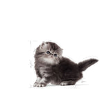 Royal Canin Persian Kitten Dry Cat Food product image 8 - Rufftail Pune