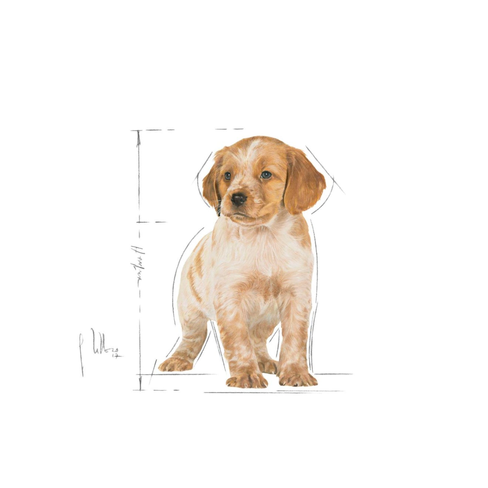Royal Canin Dry Medium Puppy Complete feed for dogs - Rufftail