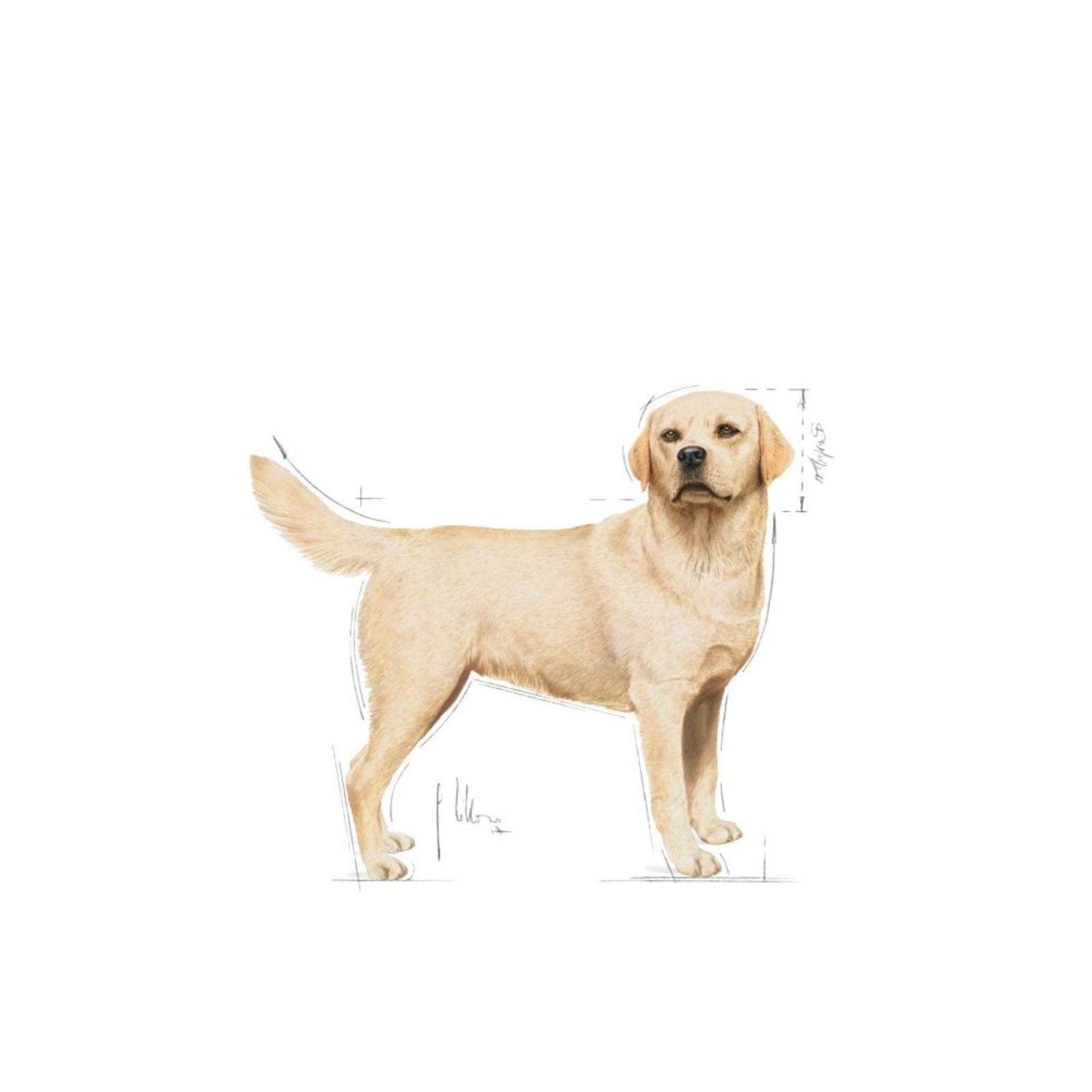 Royal Canin Dry Labrador Retriever Adult Complete feed for dogs - Rufftail