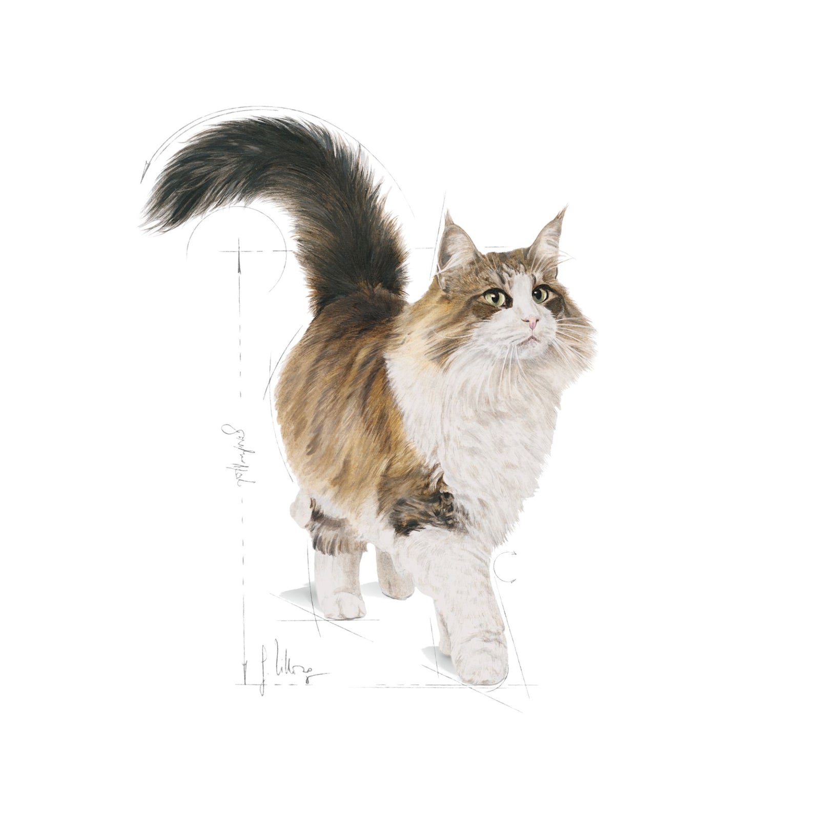 Royal Canin Wet Instinctive Gravy Complete Feed For Cats (12x85g) - Rufftail