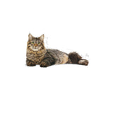 Royal Canin Dry Urinary Care Balanced and complete feed for cats - Rufftail