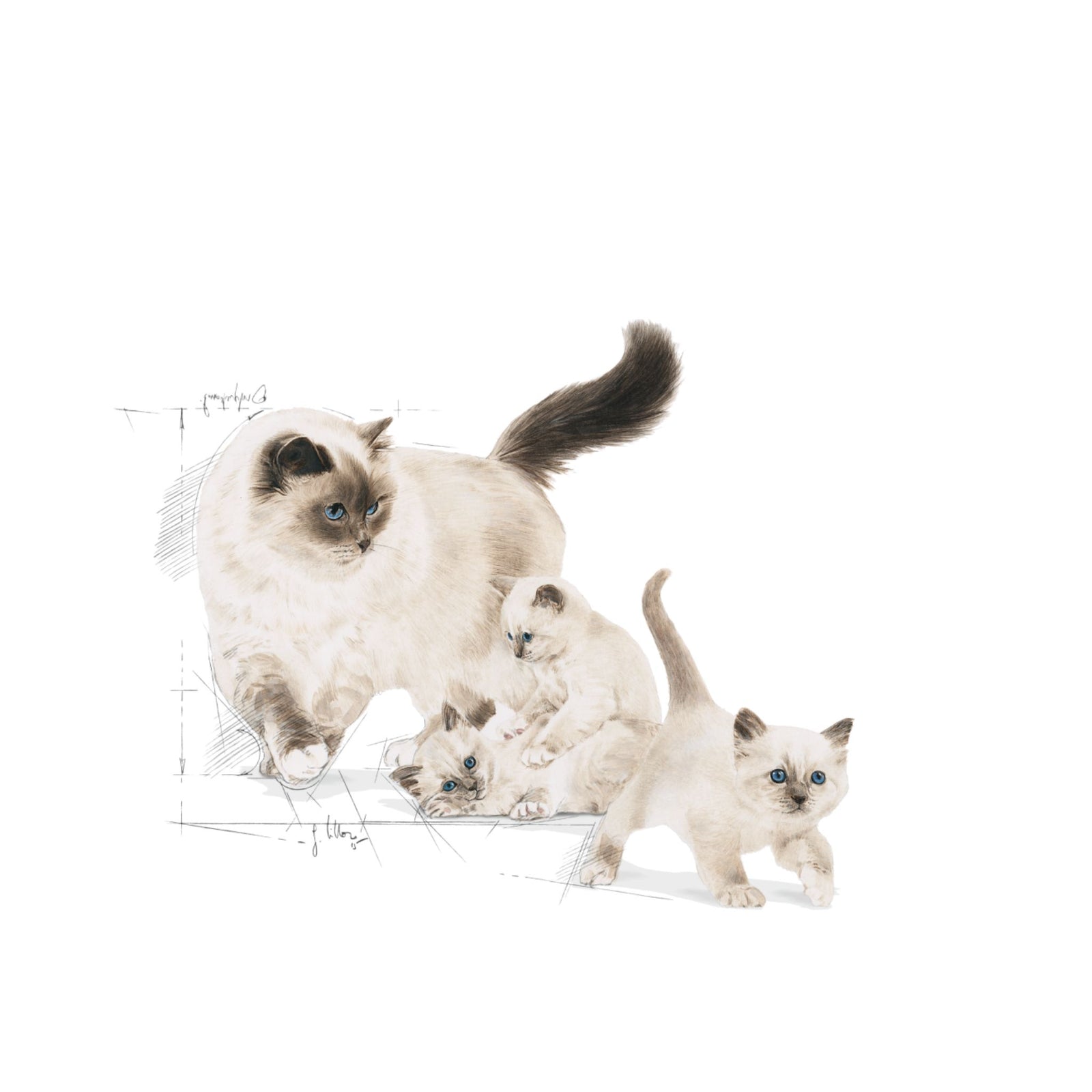 Royal Canin Dry Mother & Babycat Food – Cat Food Dry - Rufftail