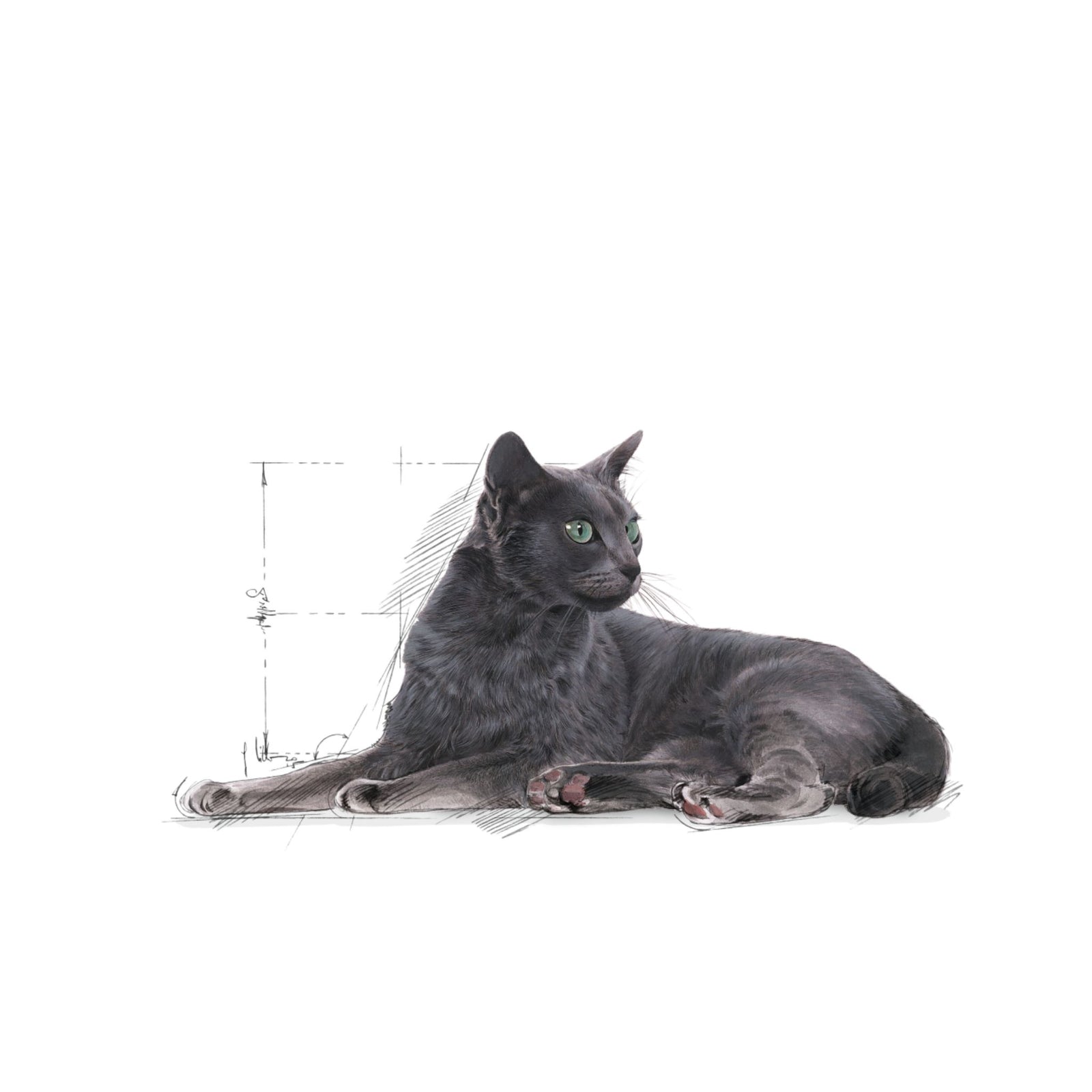 Royal Canin Regular Sterilised 7+ Dry Cat Food (1.5 kg) product image 9 - Rufftail Pune