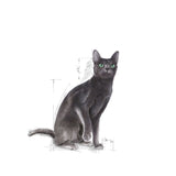 Royal Canin Regular Sterilised 37 Dry Cat Food (2kg) product image 9 - Rufftail Pune