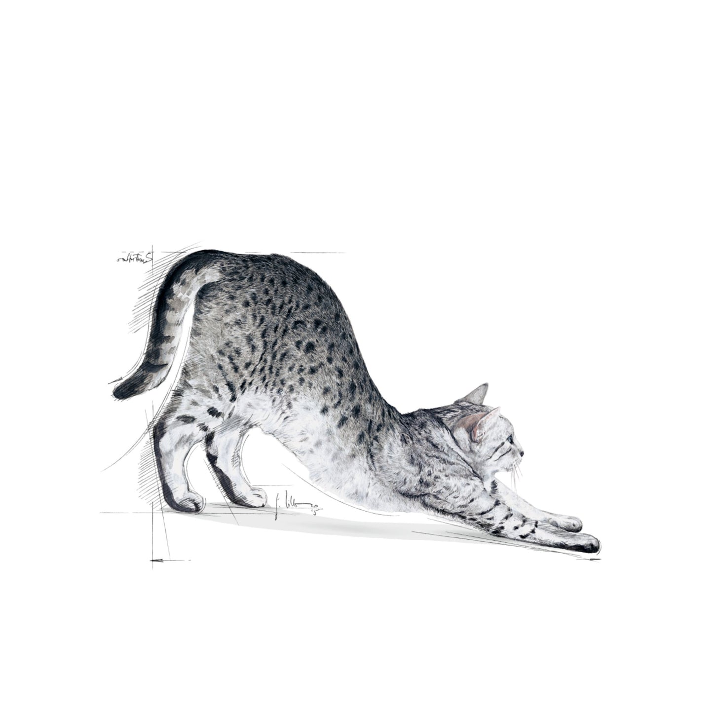 Royal Canin Indoor Balanced and complete feed for cats 2kg - Rufftail