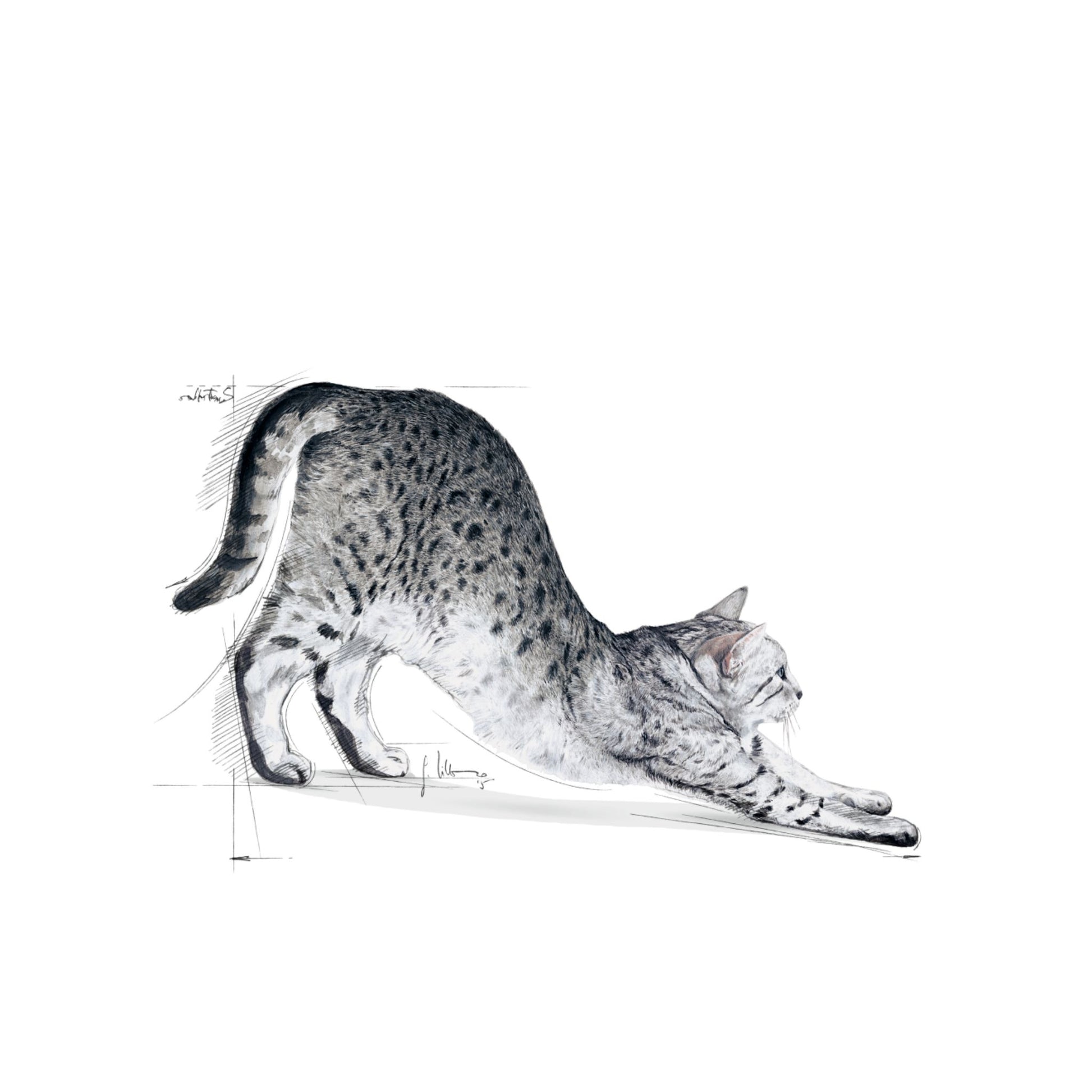 Royal Canin Indoor Balanced and complete feed for cats 2kg - Rufftail