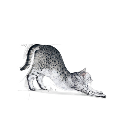 Royal Canin Indoor Balanced and complete feed for cats 2kg - Rufftail