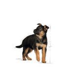 Royal Canin Maxi Puppy Gravy Wet Dog Food- 10 x 140g product image 9 - Rufftail Pune