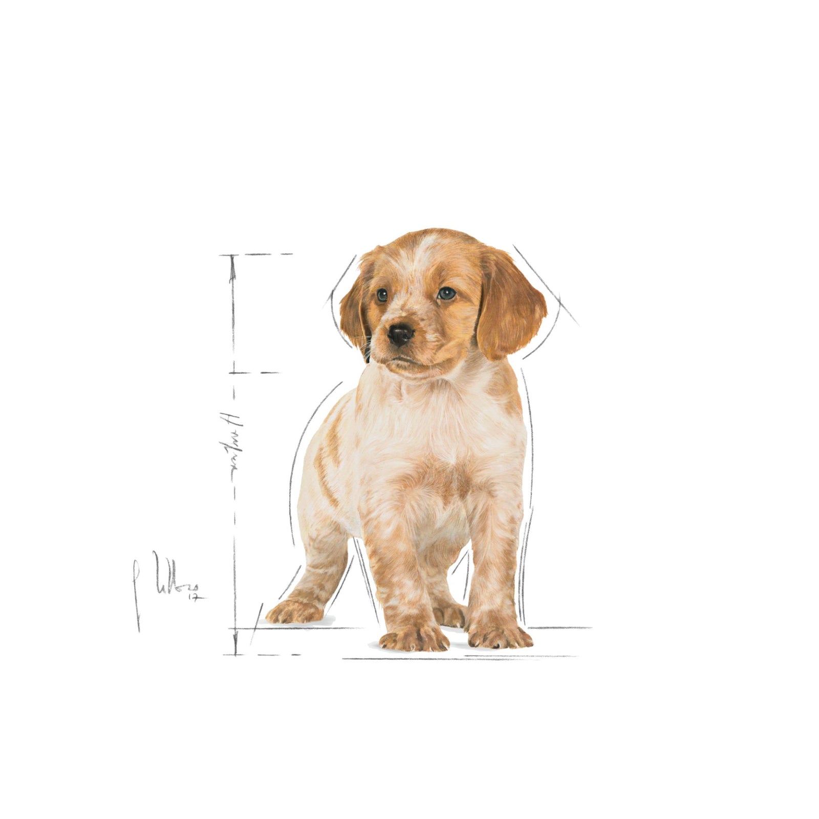 Royal Canin Medium Puppy Gravy Wet Dog Food- 10 x 140g product image 9 - Rufftail Pune