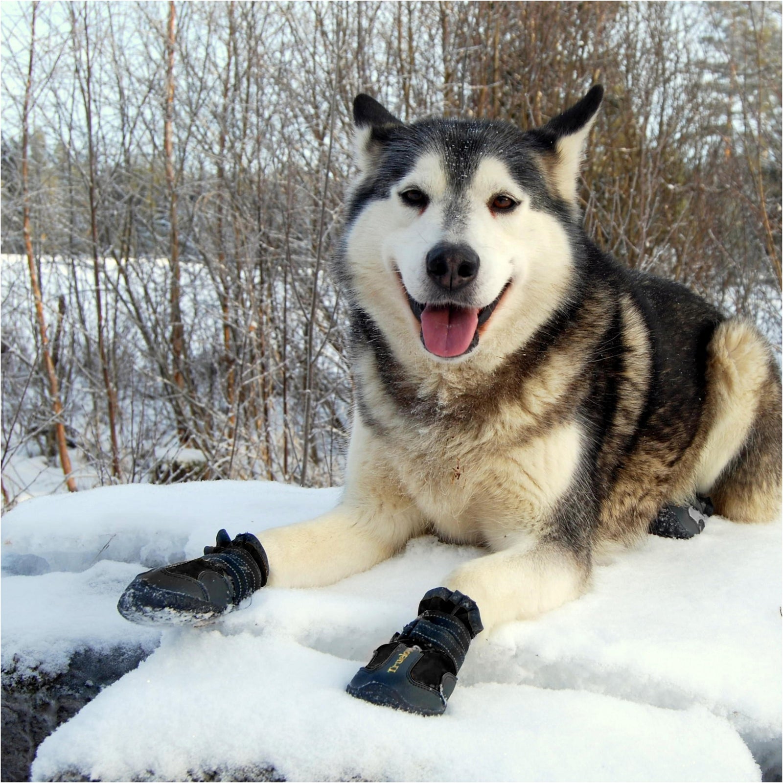 Truelove All Weather Dog Shoes- Black product image 6 - Rufftail Pune