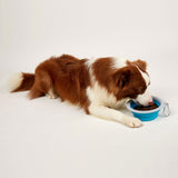 FOFOS Collapsible Bowls- Travel Serving Bowls & Water Dish for Pets product image 7 - Rufftail Pune