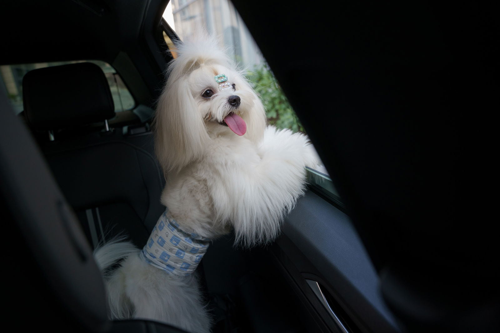 BarkButler x FOFOS Diaper Male Dog- Leak-Proof, Absorbent & Odor-Control Diapers product image 4 - Rufftail Pune