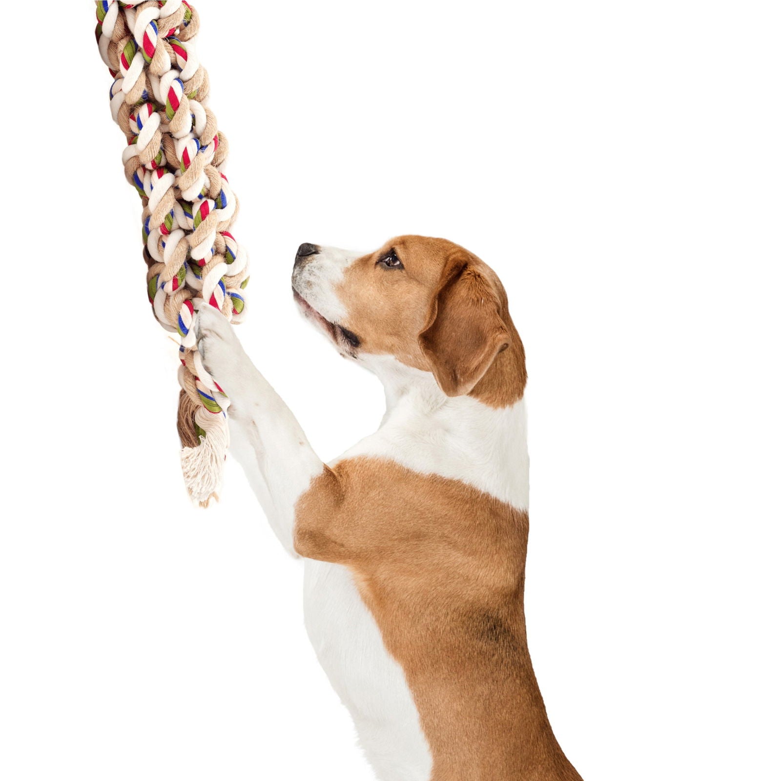BarkButler x FOFOS Flossy Rope & Ball Dog Toy - For All Breeds - Rufftail