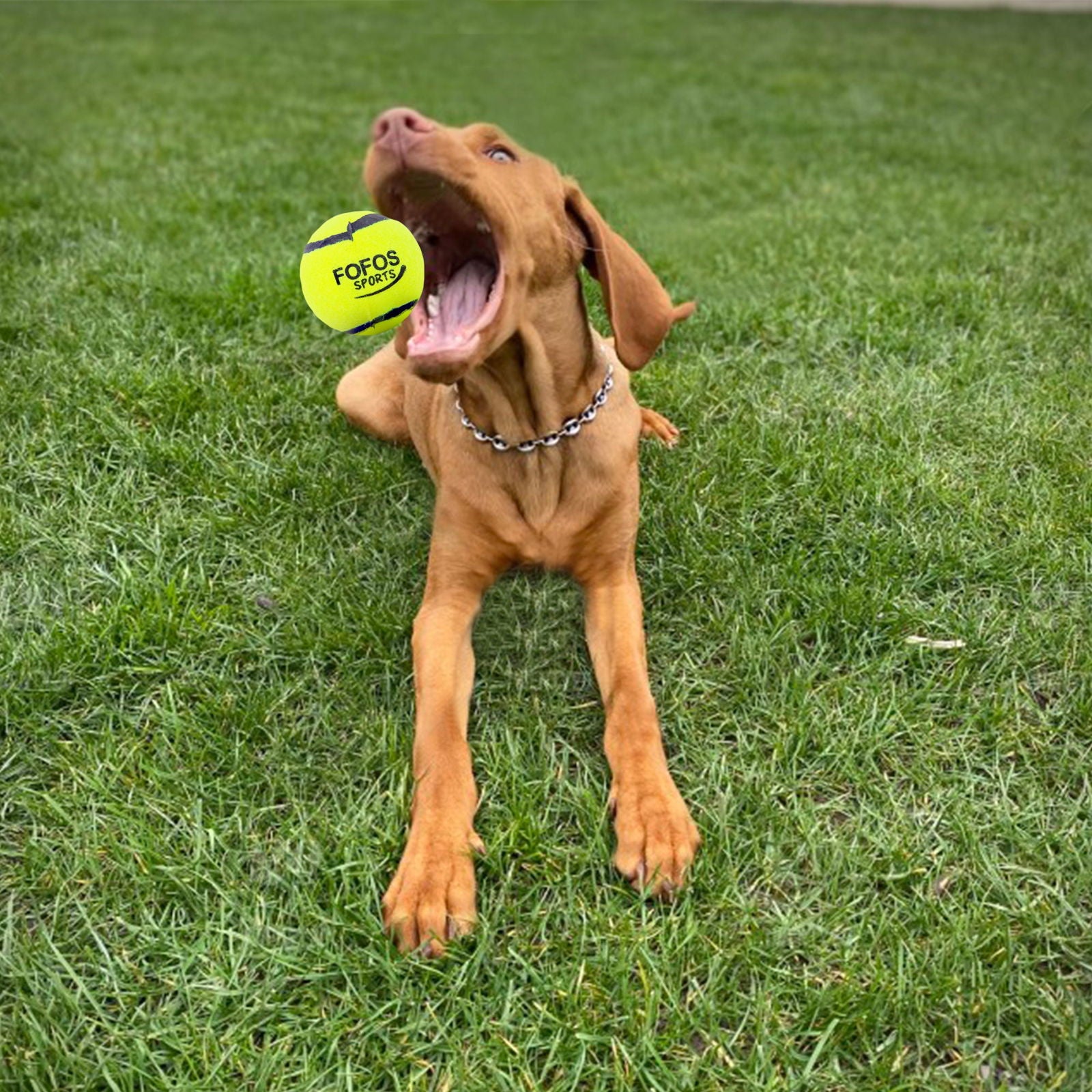 BarkButler x FOFOS Sports Fetch Ball 4pk Dog Toy Set - Rufftail