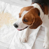 Barkbutler x FOFOS Training Pad for Dogs- 15 pcs product image 8 - Rufftail Pune