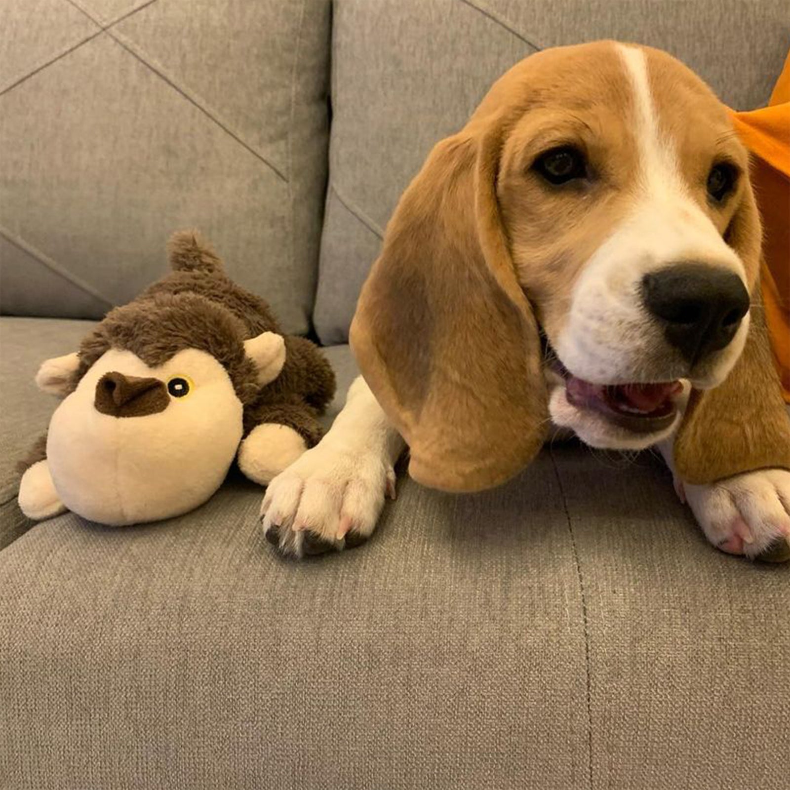 Barkbutler Boh the bear For Dogs - Rufftail
