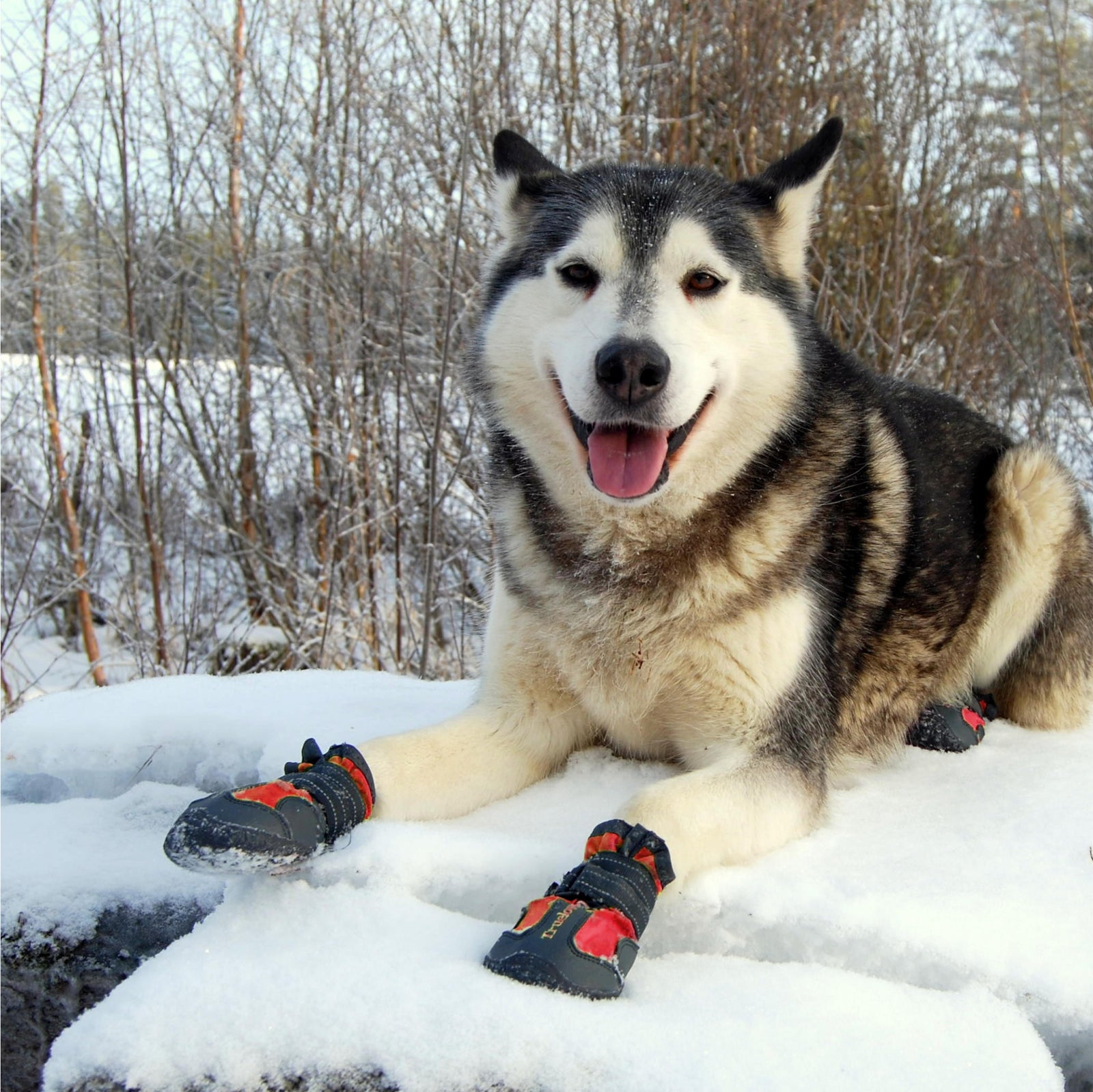 Truelove All Weather Dog Shoes - Red (Set Of 4) - Rufftail