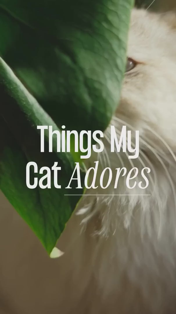 Sustainably Yours Small Grain Cat Litter