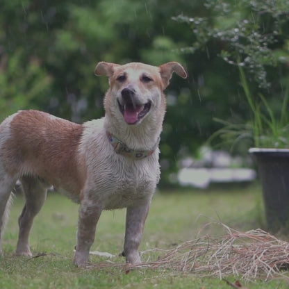 Barkbutler x Fofos Pet Four Leg Dog Raincoat - Black Lightweight & Waterproof